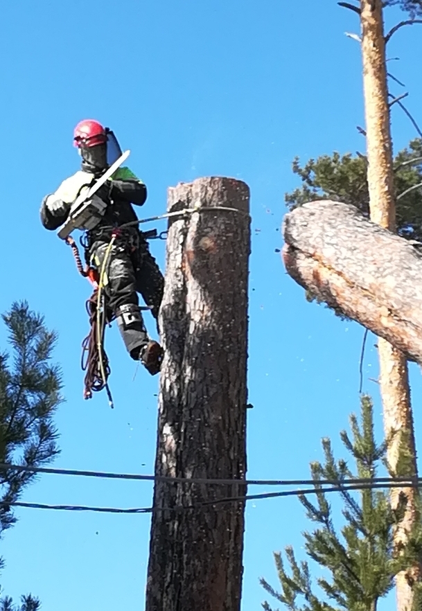 Валка деревьев частями с помощью альпинистов удаление деревьев методом альпинизма