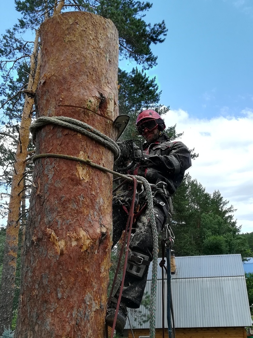 спил деревьев альпинистами <span style="font-weight: bold;">обрезка сухой сосны с подвесом</span>