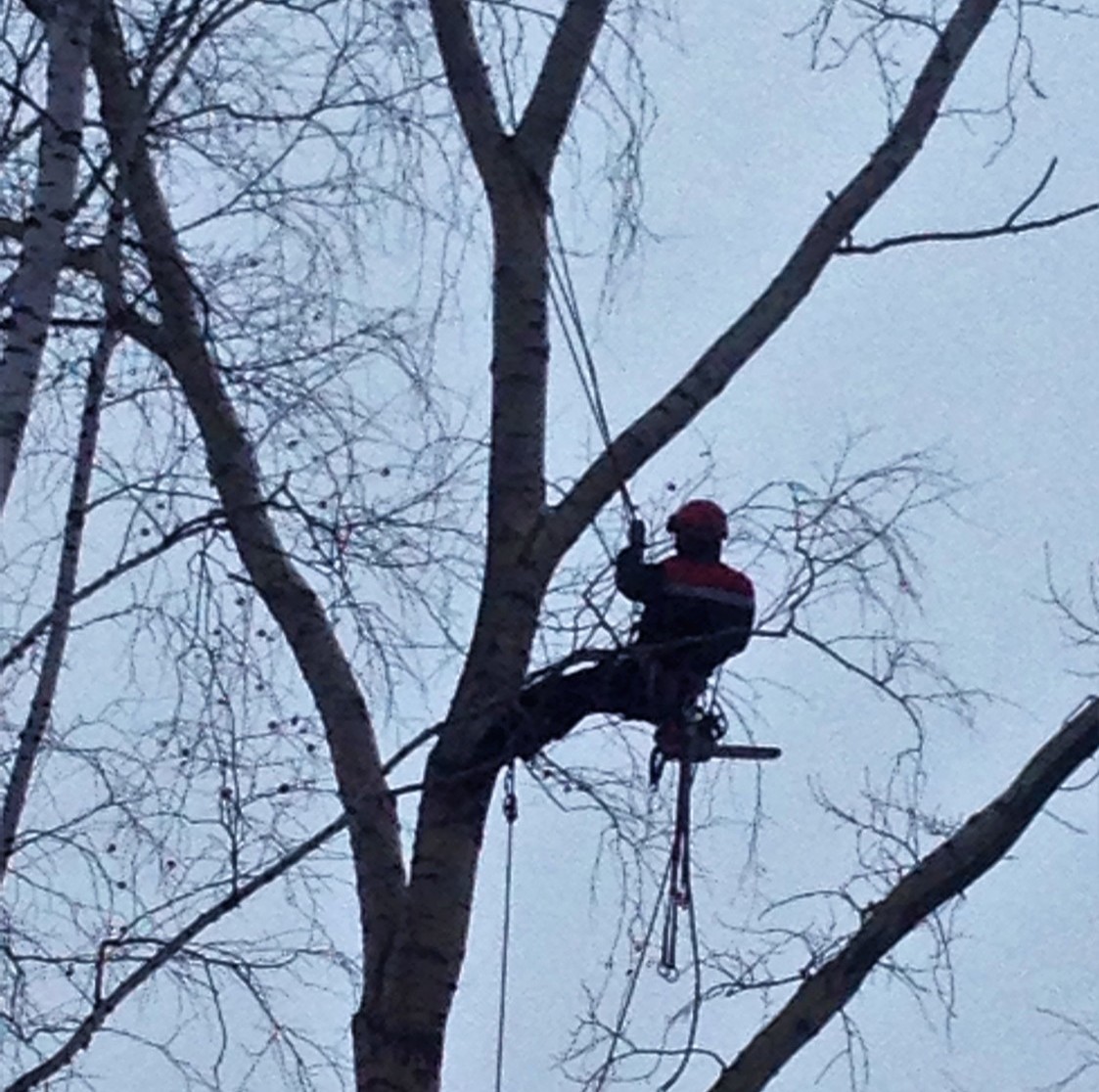обрезка деревьев альпинистами, арбористами обрезка деревьев в екатеринбурге