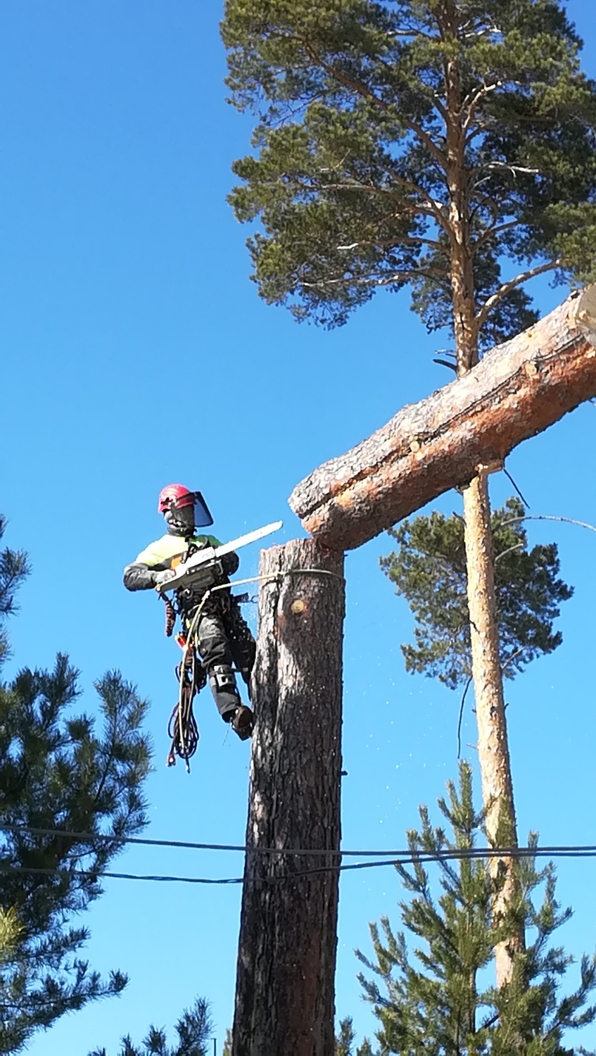 Спил деревьев методом альпинизма (арбористики) <br>